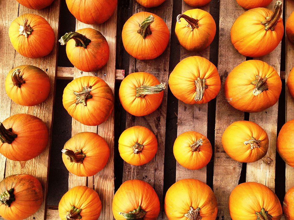 rows_of_pumpkins